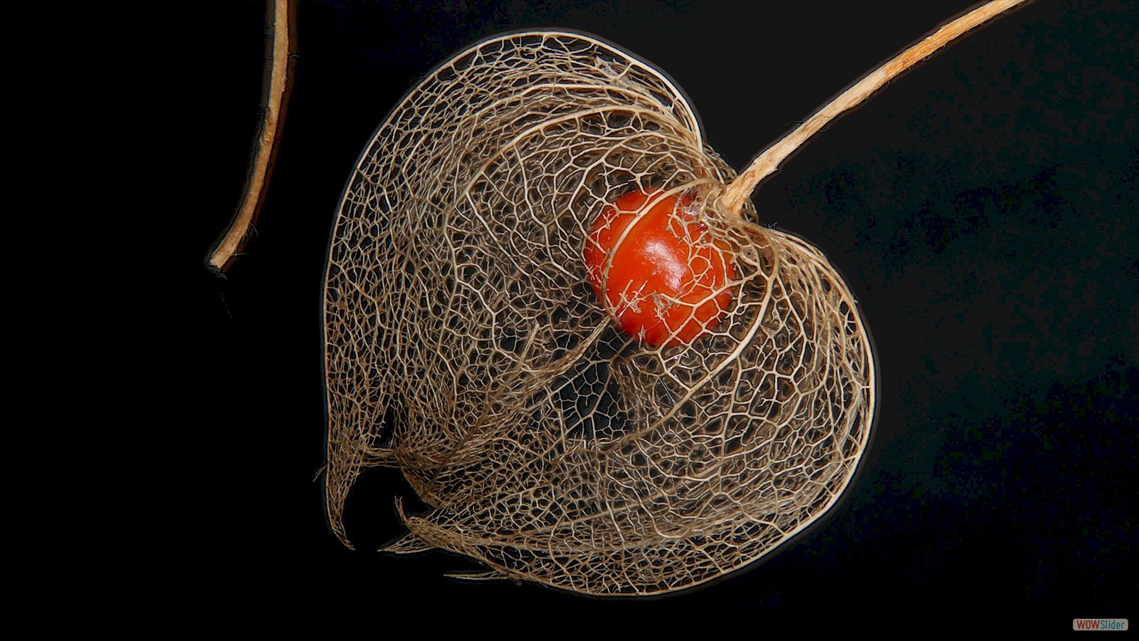 13. Physalis Fruchtkapsel