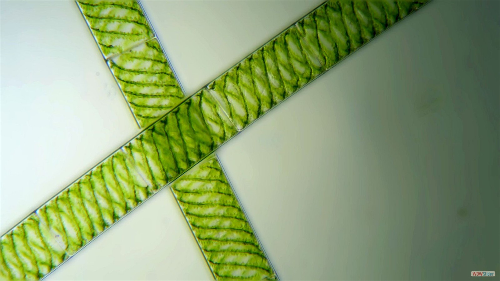 32.Fadenalge Spirogyra