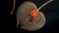 13. Physalis Fruchtkapsel